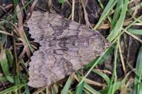 Catocala nupta