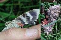 Catocala nupta
