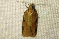 Clepsis spectrana