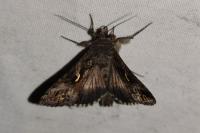 Autographa gamma