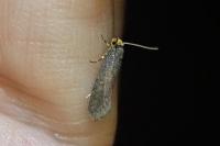 Cephimallota crassiflavella