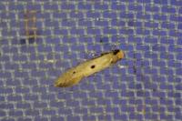 Tinea trinotella