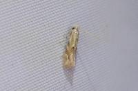 Bucculatrix bechsteinella