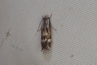Elachista utonella