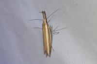 Pleurota aristella