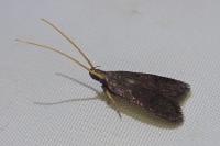 Lecithocera nigrana