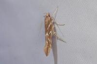 Pyroderces argyrogrammos