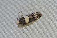 Recurvaria leucatella