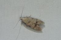 Teleiodes vulgella