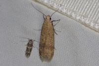 Pexicopia malvella