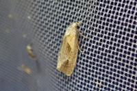 Phtheochroa inopiana