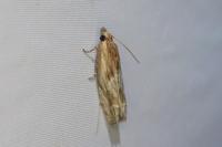Eucosma cana