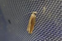 Eucosma obumbratana