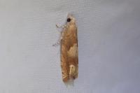 Eucosma conterminana