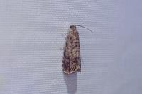 Grapholita janthinana