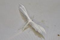Pterophorus pentadactylus