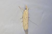 Ematheudes punctella