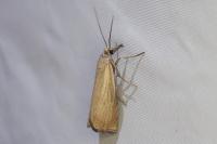 Chrysoteuchia culmella