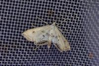 Cataclysta lemnata