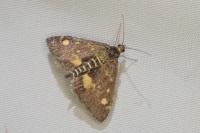 Pyrausta aurata