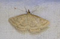 Psammotis pulveralis