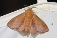 Gastropacha quercifolia