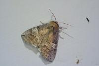 Tethea ocularis