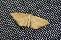 Idaea ochrata