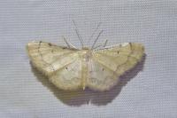 Idaea politaria