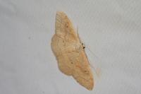 Idaea rubraria