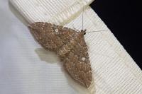 Nycterosea obstipata