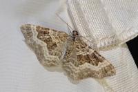 Epirrhoe alternata