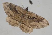 Philereme transversata