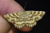 Ematurga atomaria