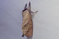 Clostera anastomosis
