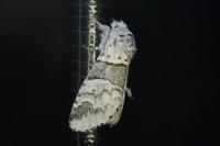 Furcula