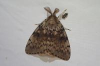 Lymantria dispar
