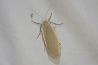 Collita griseola