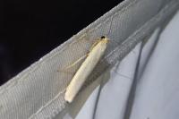 Eilema caniola