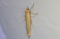 Manulea complana