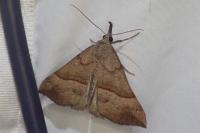 Hypena proboscidalis