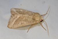 Hydraecia micacea
