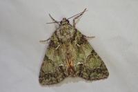 Polyphaenis sericata