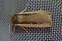Ochropleura leucogaster