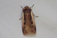 Ochropleura plecta