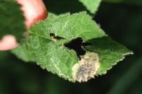 Stigmella plagicolella