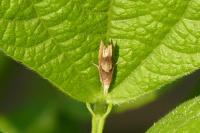 Eucosma conterminana