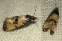 Cochylis atricapitana