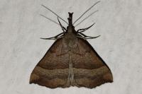 Hypena proboscidalis