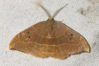 Watsonalla binaria/uncinula